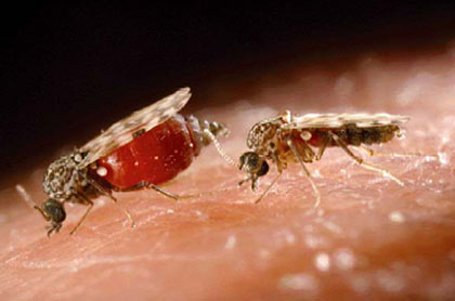 233267_377333_tiplici