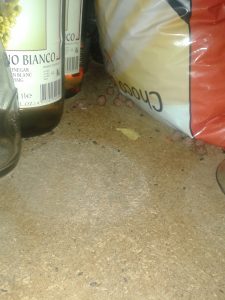 367123_574240_mysi_trus_v_regalech_s_potravinami