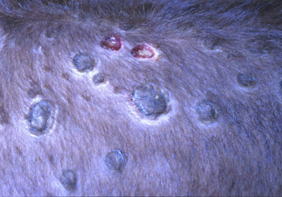 Klinické příznaky nodulární dermatitidy skotu