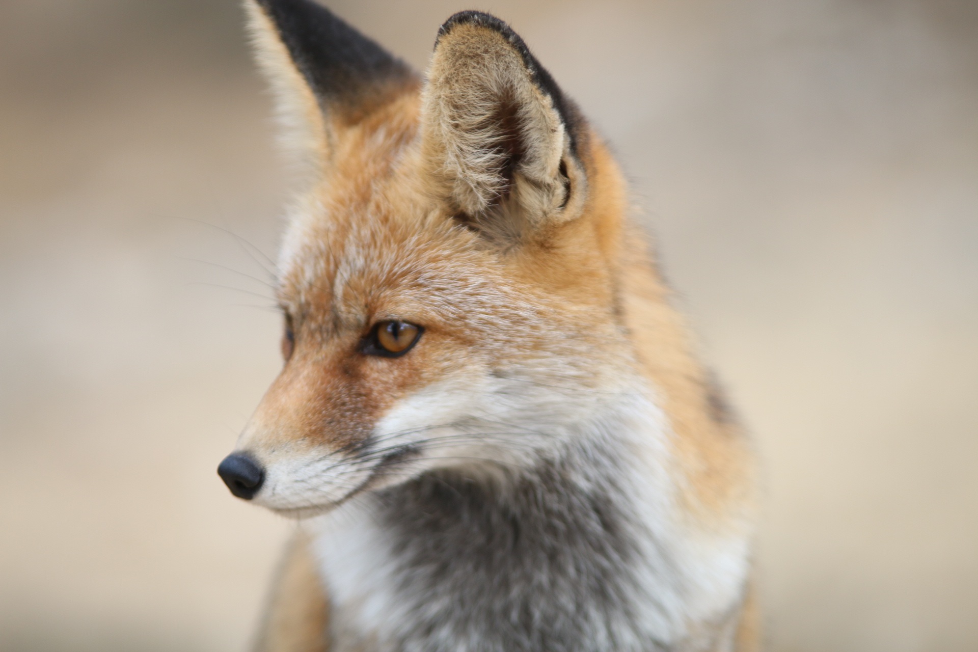 Jak se projevuje vzteklina u lišky?