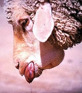 Klinické příznaky katarální horečky ovcí