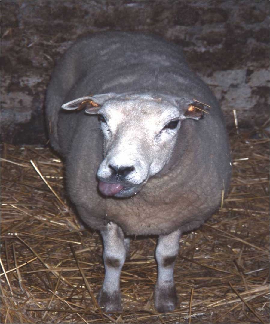 Klinické příznaky katarální horečky ovcí
