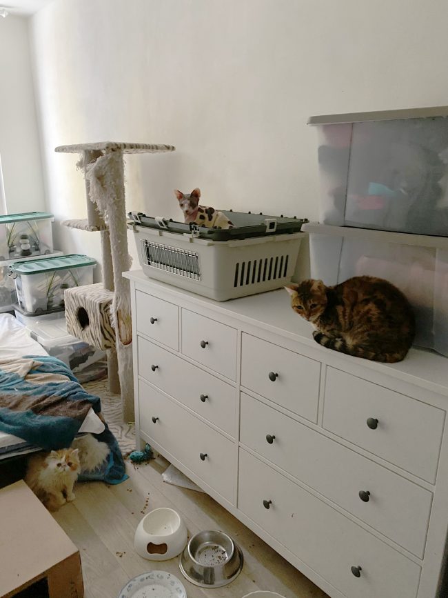 Pokoj s komodou přepravkami a kočkami