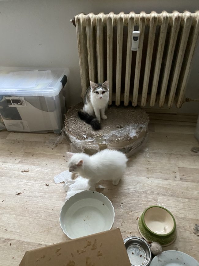 Pokoj s kočkami chovanými v nevhodných podmínkách