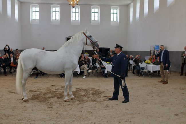 Momentka z hřebčína v Kladrubech