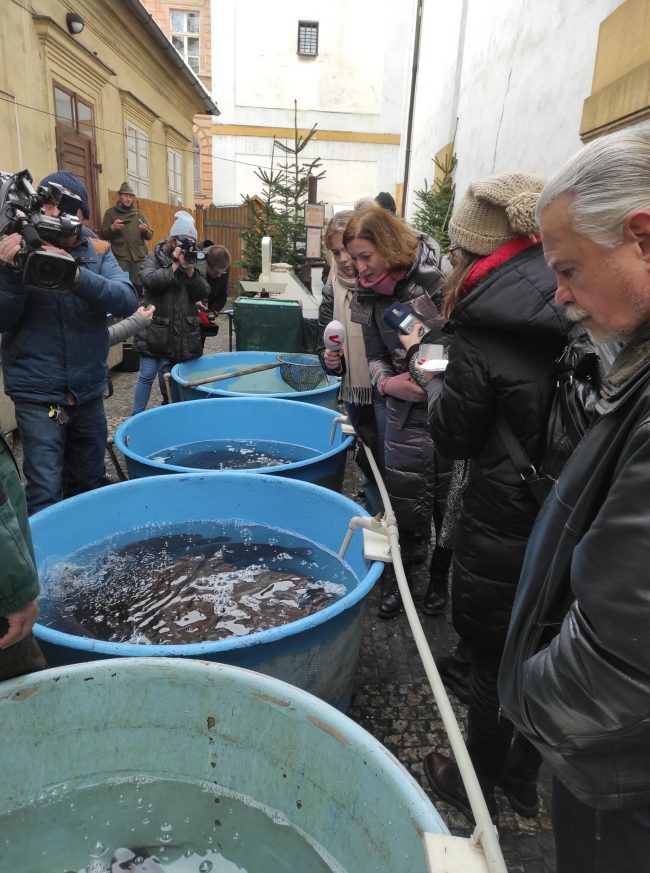 Komentovaná kontrola prodeje kaprů