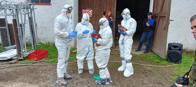 Veterinární cvičení ptačí chřipka