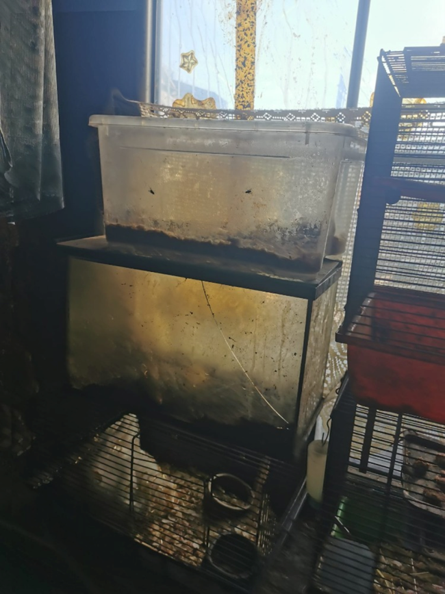 Chov hlodavců a hlemýžďů