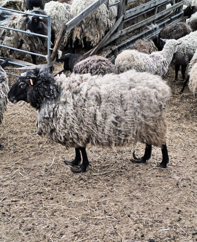 Ovce s přerostlými paznehty