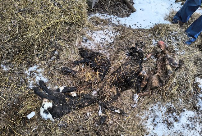 Rozkládající se kadávery