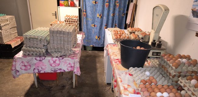 Podmínky v třídírně vajec